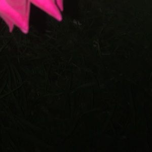 Meet your Posher, Jude